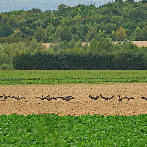 Gänseballett