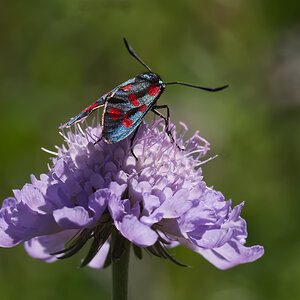 Colorfull