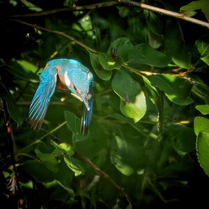 Eisvogel im Flug
