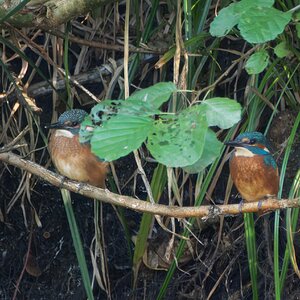 Eisvogeljunge