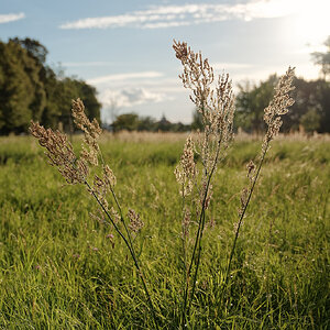 Solitär