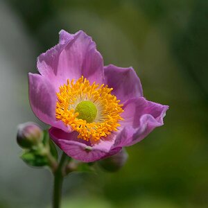 Herbst-Anemone