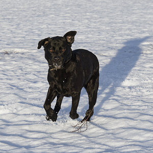 Paradies des Labrador: