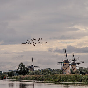 Windmühlen mit Vogelzug…