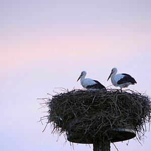 Gratulanten