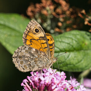 Mauerfuchs