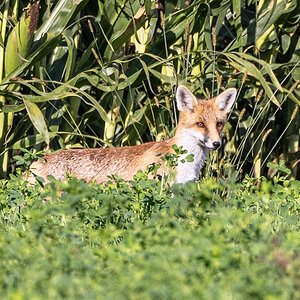 Fuchs