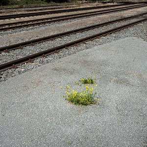 Natur im Gleisdreieck