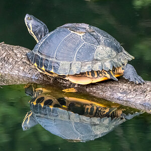 Wasserschildkröte