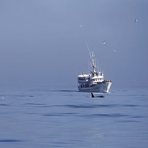 Whale Watching
