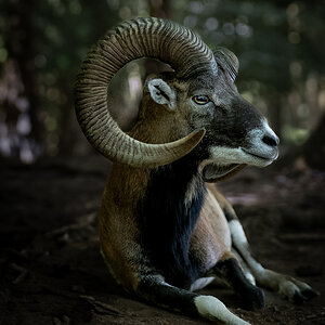 Im Wildtierpark