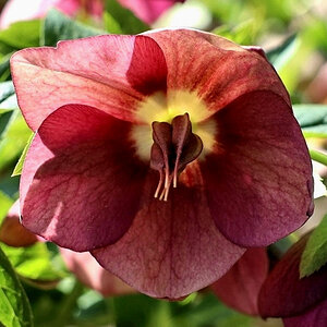 Lenzrose