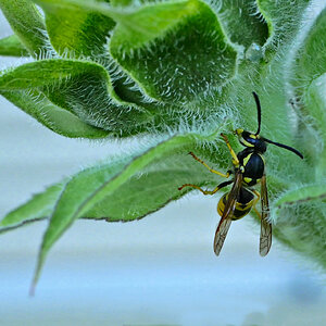 Schwebfliege