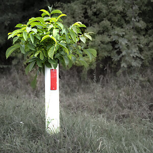 Begrenzungsbaum