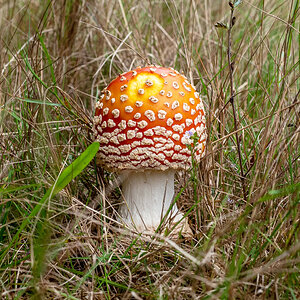 Gelber Fliegenpilz