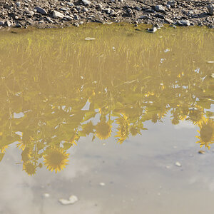 Sonnenblumen