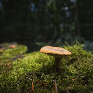 Waldbewohner