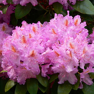 Rhododendron