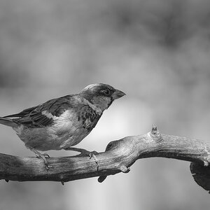 sw-Spatz