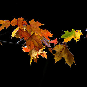 Herbst - Pur