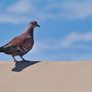 Guineataube