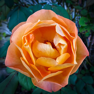 Rosenblüte