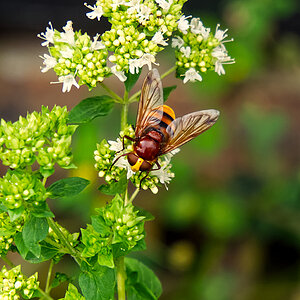 Hornissenschwebfliege (Volucella zonaria)