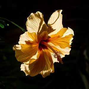 Hibiscus