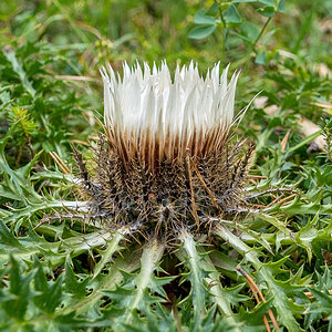 Silberdistel