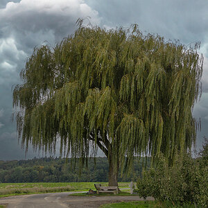 Baum - September 2025