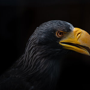 Ein Vogel