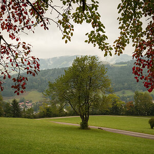 09_wilde Kirsche