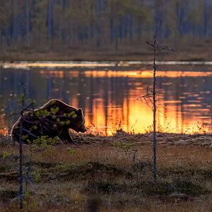Sonnenuntergang mit Bär...