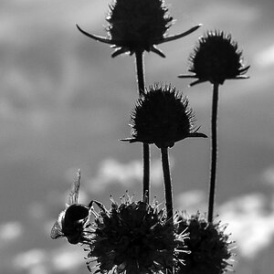 Schwebfliege