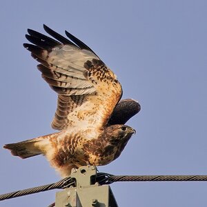 Bussard beim Start (1)