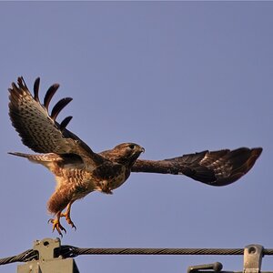 Bussard beim Abflug (2)