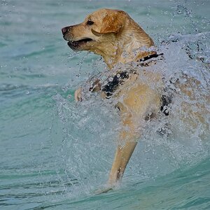 AquaDog im Freibad