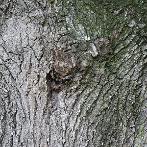alter Baum