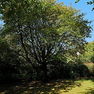 Leicht gelblich