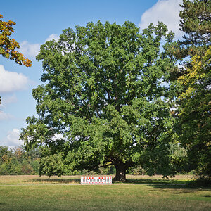 Septemberbaum