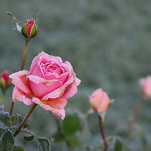 Eisrose