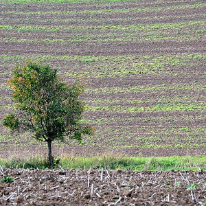 ein Birnbaum
