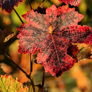 Herbstlich(t)