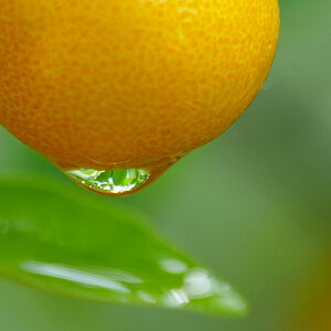 Calamondin