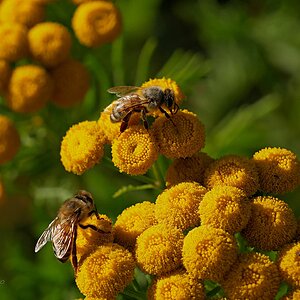 Bis in den Herbst hinein