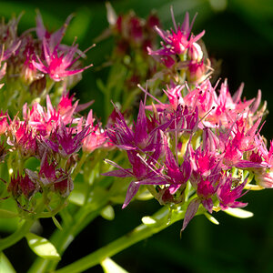 Blüten der Fetthenne