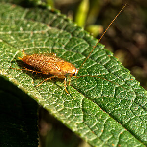 Tanger-Waldschabe (Planuncus tingitanus)