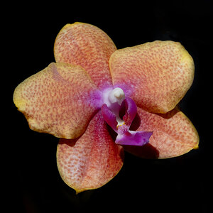 Orchidee mit viel Orange