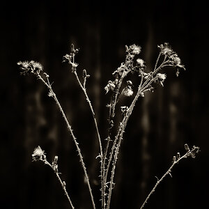 Natur