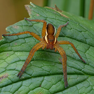 Gerandete Jagdspinne